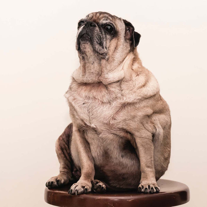 The Serious Impact of Excess Weight on Your Dog's Health & What To Do About It