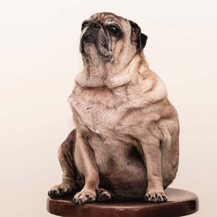 The Obesity Epidemic: The Serious Impact of Excess Weight on Your Dog’s Health