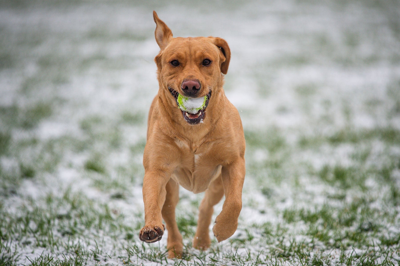 Fetch: Why We Do It and Why We Shouldn't