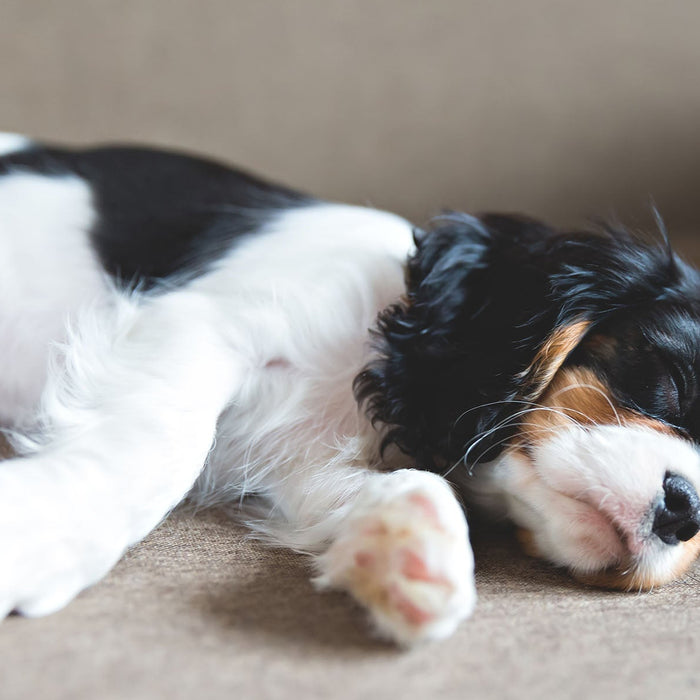 Let Sleeping Dogs Lie