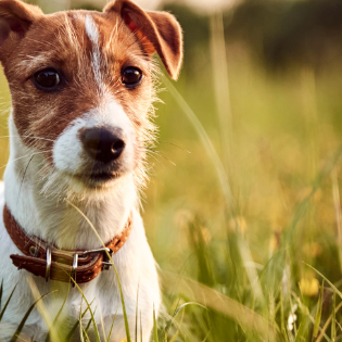 Ways to Improve Allergy Symptoms in Dogs: A Holistic Approach