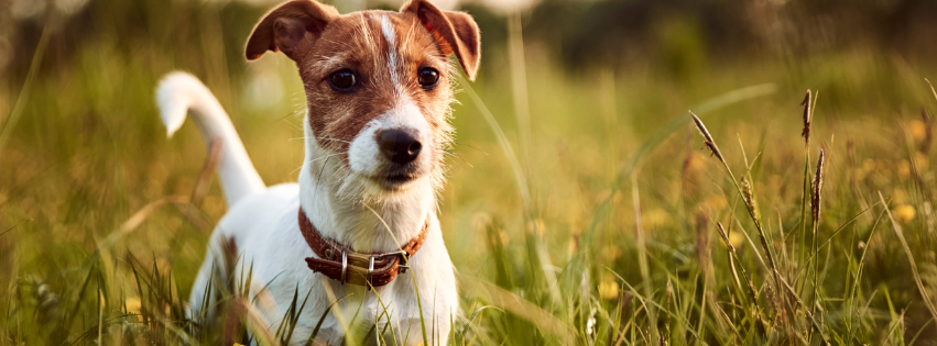 Ways to Improve Allergy Symptoms in Dogs: A Holistic Approach