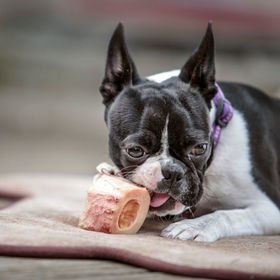 Give your dog a bone!