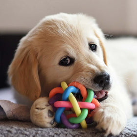 New Puppy Prep