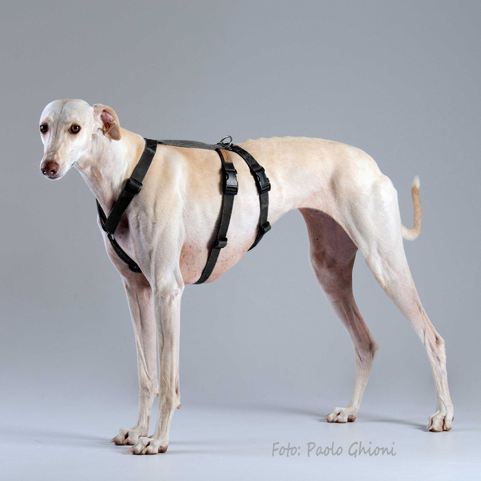 Haqihana Double-H Harness
