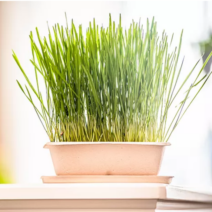 Oat Grass Kit for Cats