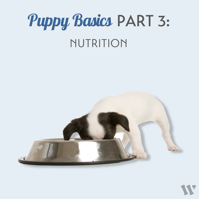 Puppy Basics Webinar: NUTRITION