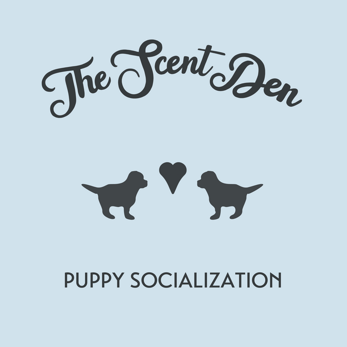 Puppy Socialization in the Scent Den