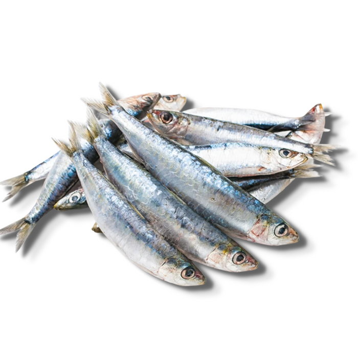 Iron Will Sardines (frozen)