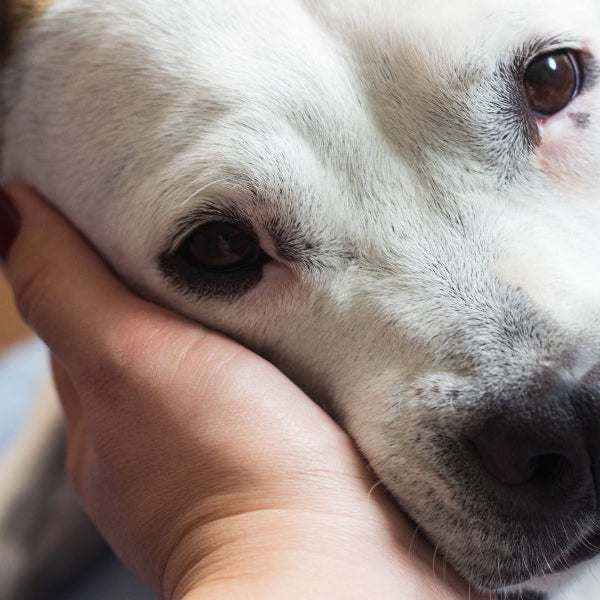 Navigating Dog Training: Prioritizing Trauma-Informed Care for Rescue Dogs