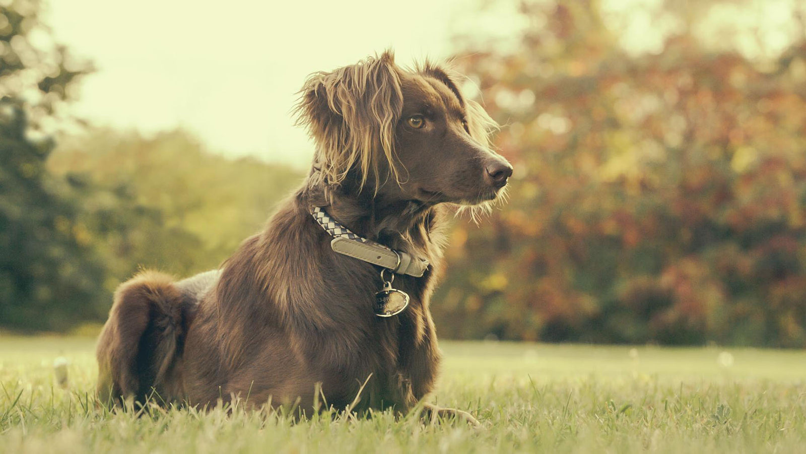 Dog Collars : A Real Pain in the Neck