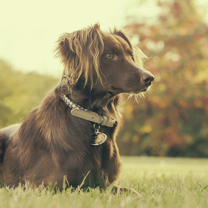 Dog Collars : A Real Pain in the Neck
