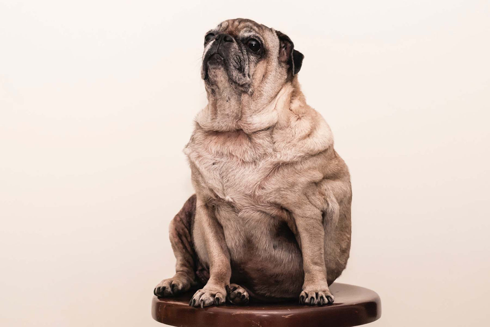 The Serious Impact of Excess Weight on Your Dog's Health & What To Do About It