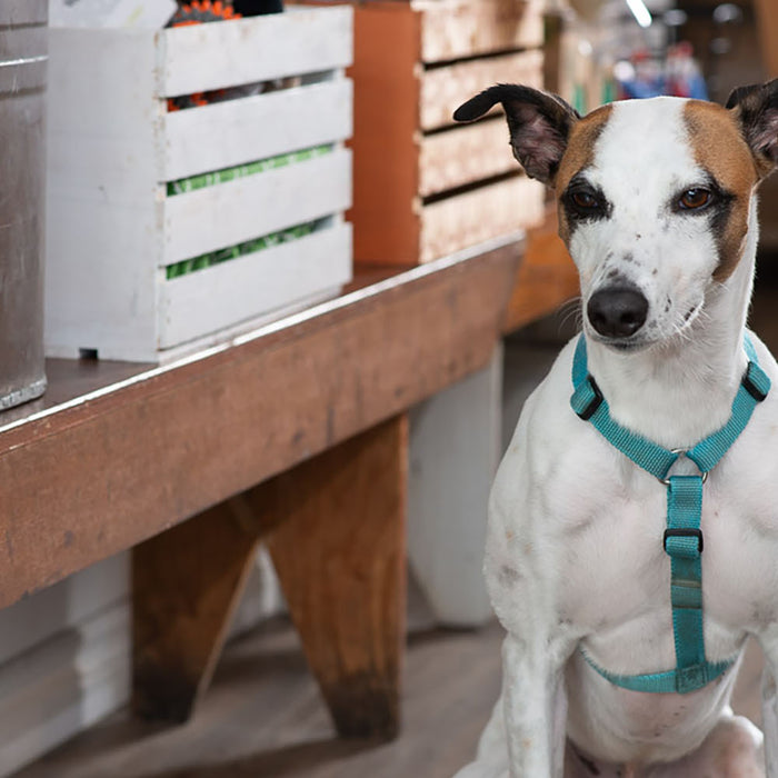 Choosing the Right Harness for Your Dog