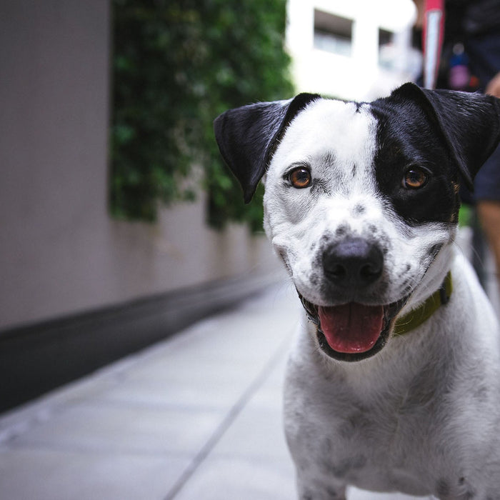 What does your new rescue actually need most?