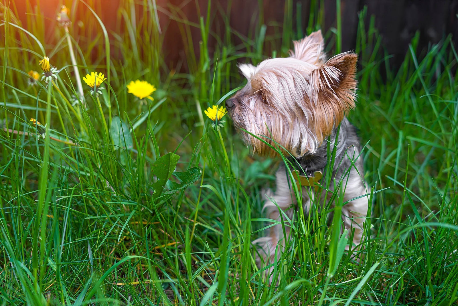 The Sniff Test: How much time does your dog spend sniffing their environment?