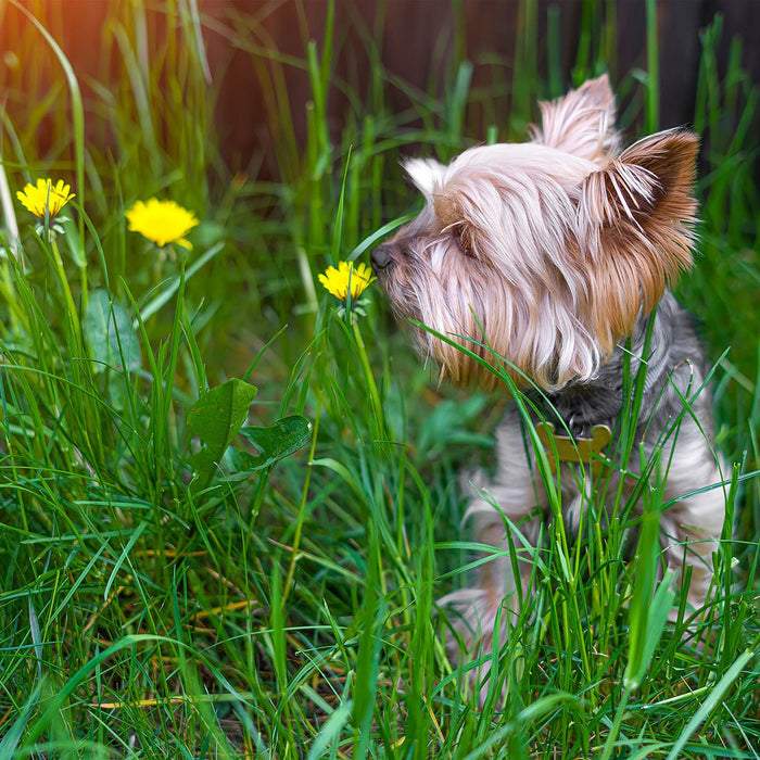 The Sniff Test: How much time does your dog spend sniffing their environment?