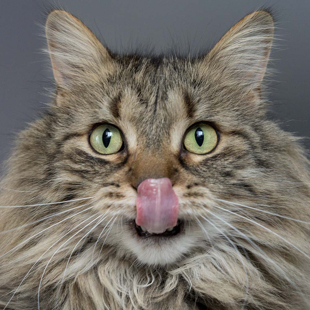 Hairballs: What, Why, and What To Do