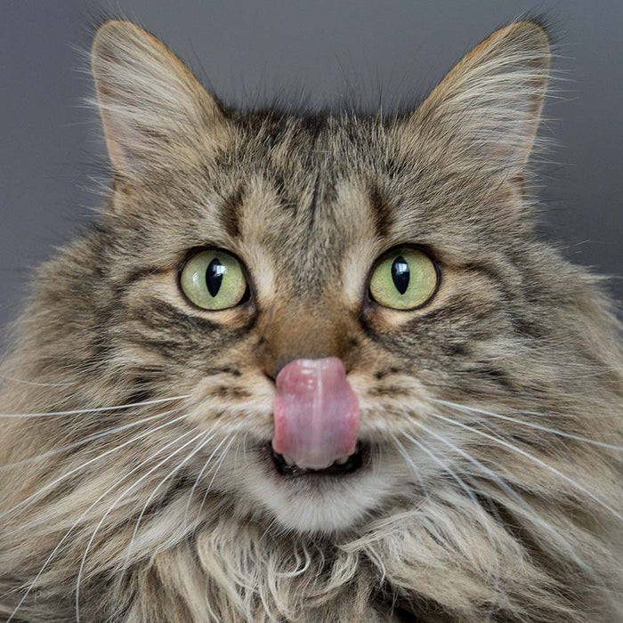 Hairballs: What, Why, and What To Do