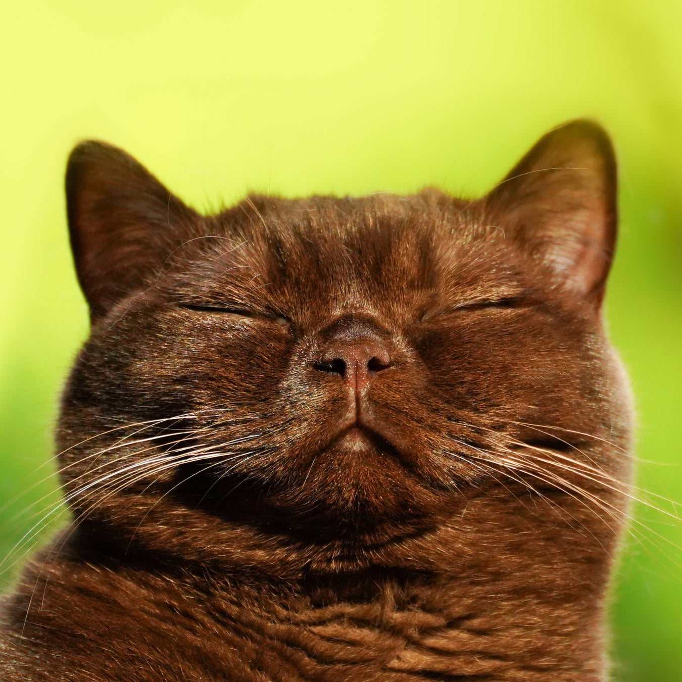 Cat Supplements and Health Care
