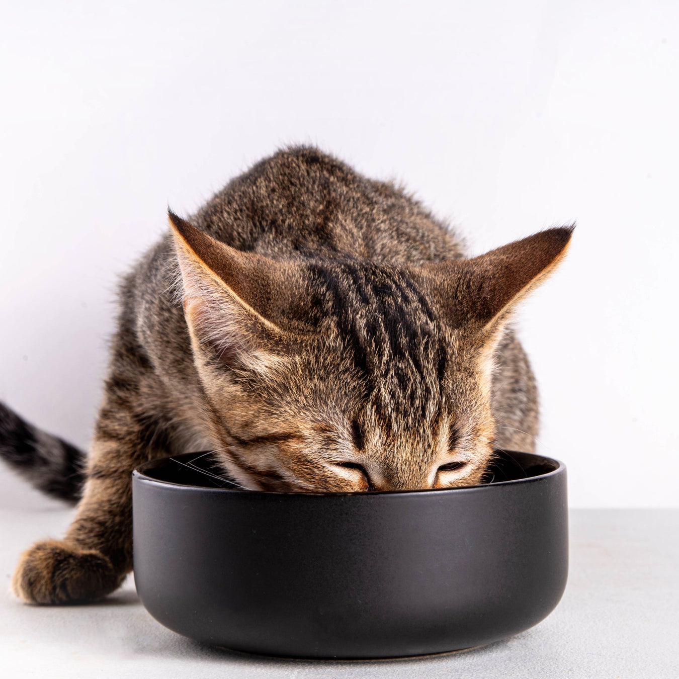 Cat Supplies