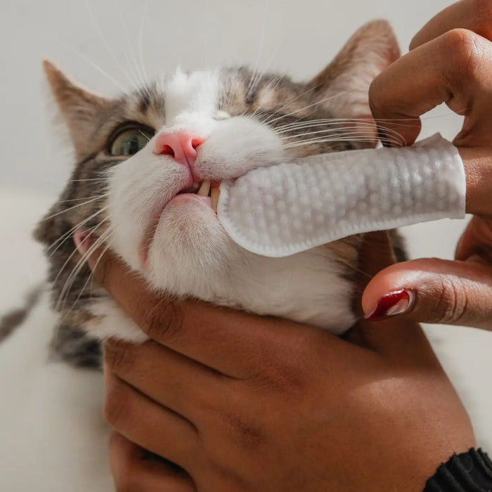 Dental Finger wipes for cats