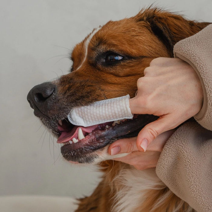 Dental Cleaning Finger Wipes For Dogs