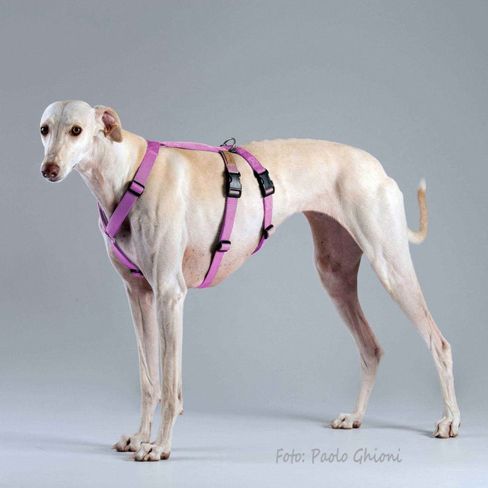 Haqihana Double-H Harness