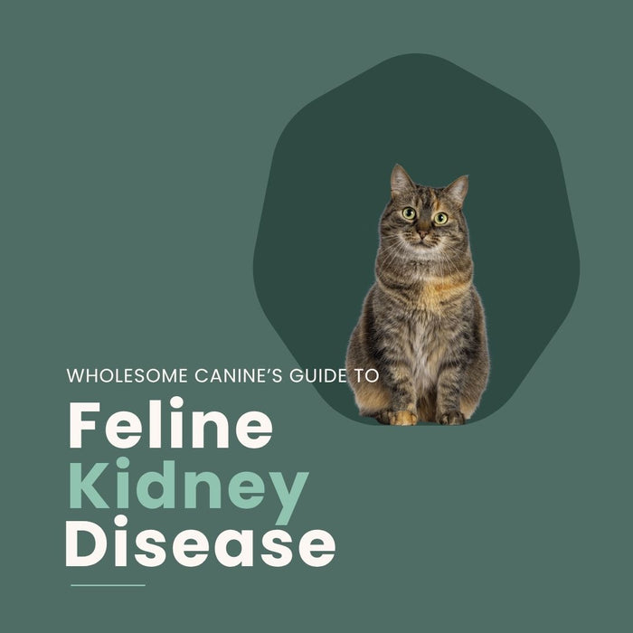 Guide to Feline Kidney Disease
