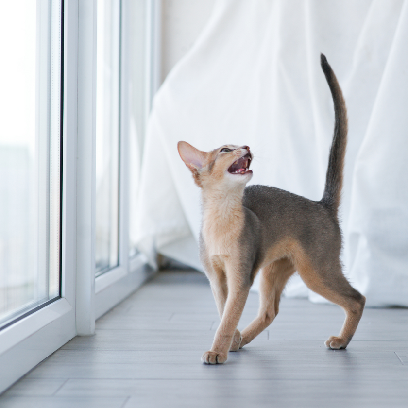 Green Eggs Natural Joint Care available in Toronto — Wholesome Canine