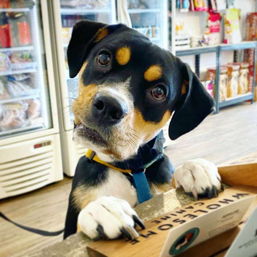 Green Eggs Natural Joint Care available in Toronto — Wholesome Canine