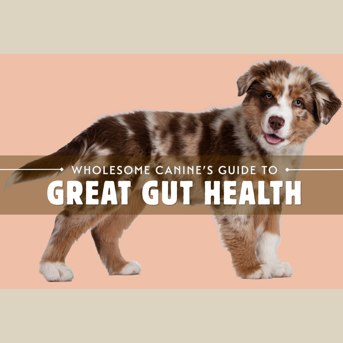 Free PDF: Guide to Great Gut Health