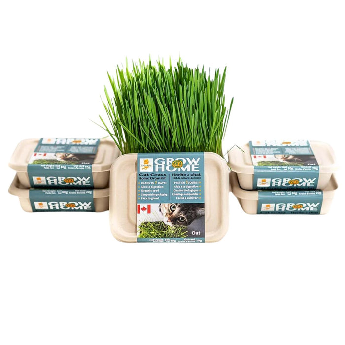 Oat Grass Kit for Cats