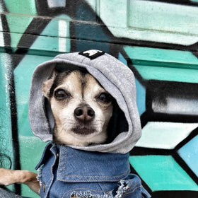 Senior Dog Nutrition Help