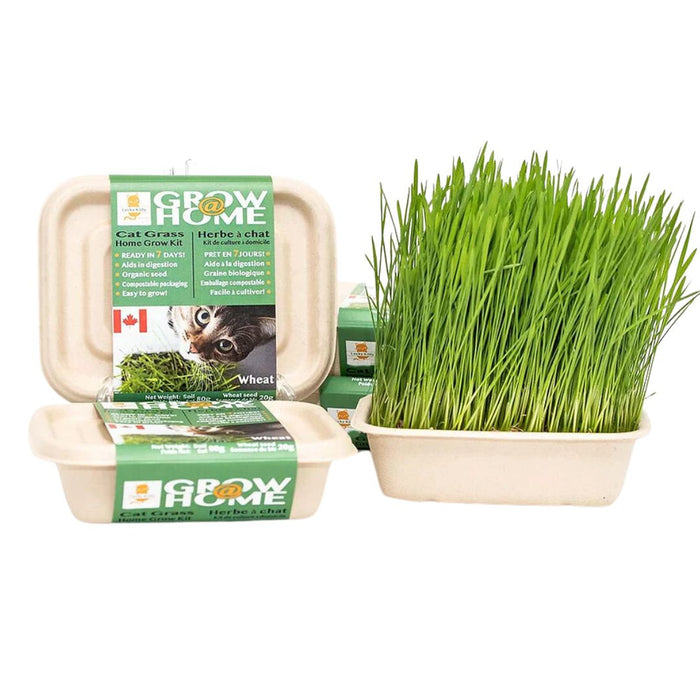 Wheat Grass Kit for Cats