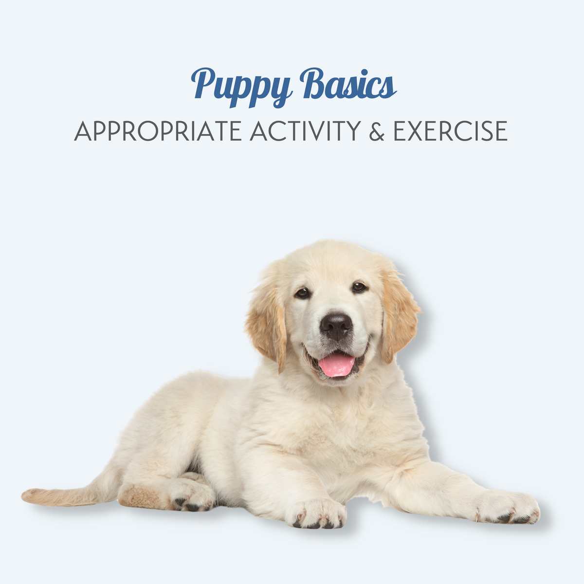 Golden retriever puppy store essentials