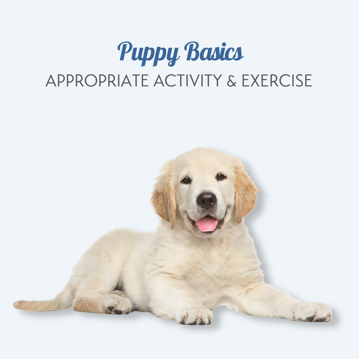 Golden retriever online puppy essentials
