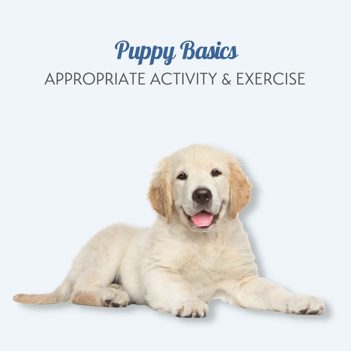Puppy Basics: Part One, Appropriate Activity & Exercise