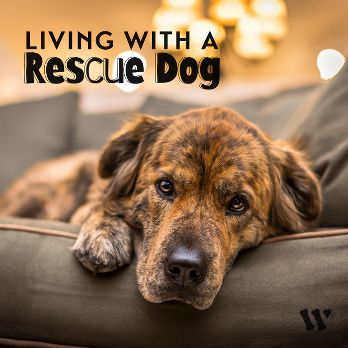 Living With a Rescue Dog: Webinar (pre-recorded)