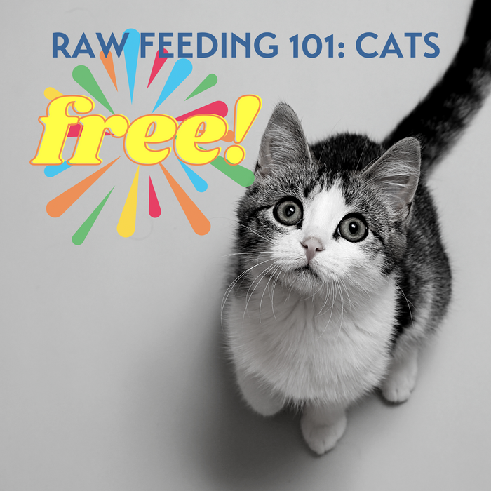 FREE WEBINAR RAW 101: CAT EDITION