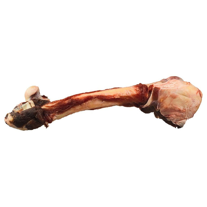 Kangaroo Leg Bone