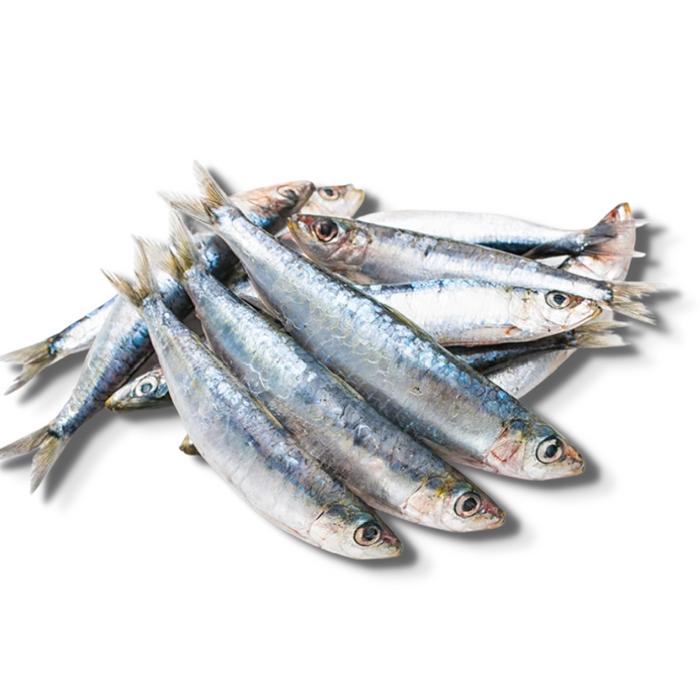 Ironwill Sardines (frozen)